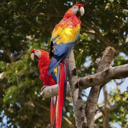 AMAZONAS-DISFRUTA-ANIMALES-1-SUPERPROMO-ONVACATION